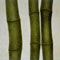Three Green Bamboo