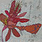 Philip Carnation